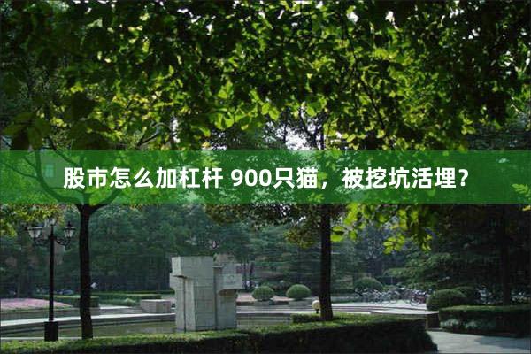 股市怎么加杠杆 900只猫，被挖坑活埋？