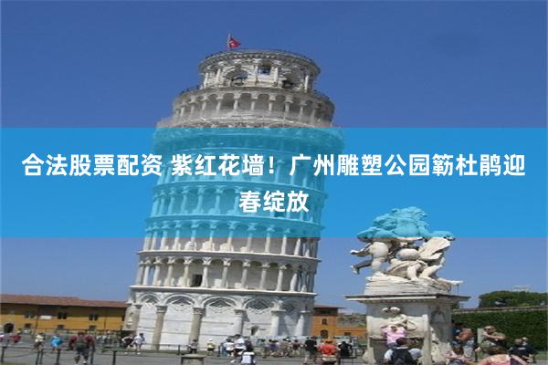 合法股票配资 紫红花墙！广州雕塑公园簕杜鹃迎春绽放